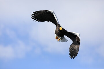 Steller's sea eagle (Haliaeetus pelagicus) in Hokkaido, North Japan