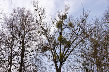 Tall deciduous trees in early spring without foliage