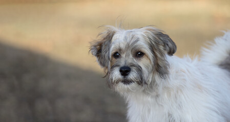 Inquisitive Charm: Meet the Curious Chinese Crested Chinese Crested Powder Puff Dog.  This adorable pet is always eager to explore and capture your heart with its curious gaze.  Pet Photography. 