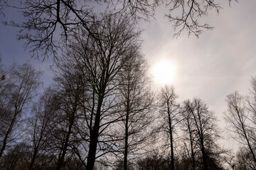 Bare trees in sunny spring weather, bare deciduous trees