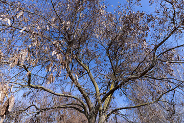 Maple tree branches in the park in spring sunny weather