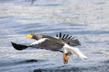 Steller's sea eagle (Haliaeetus pelagicus) in Hokkaido, North Japan