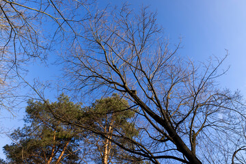 pine trees in early spring in sunny clear weather
