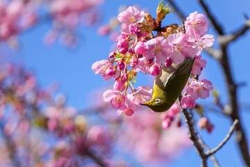 満開の河津桜の蜜を吸うメジロ