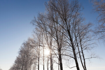Fototapeta na wymiar Snow-covered trees in winter, deciduous trees