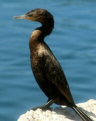 Side Profile of a Cormorant 