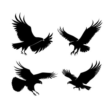 eagle animal silhouette illustration collection