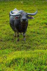 Strong Thai buffalo in  natural field.