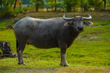 Tuinposter Strong Thai buffalo in  natural field. © Chaikom