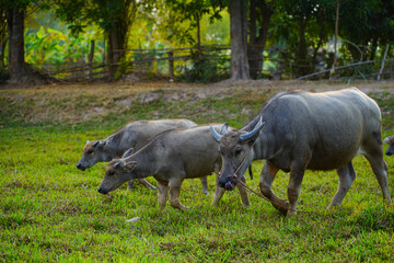 Naklejka na ściany i meble Strong Thai buffalo in natural field.