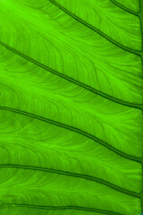 Green leaves for background. Leaf texture.