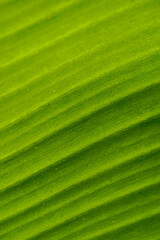 Green leaves for background. Leaf texture.