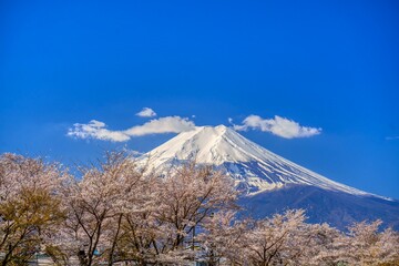 富士山と満開の桜　富士吉田市