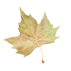 Cutout of an isolated autumn maple leaf with the transparent png 