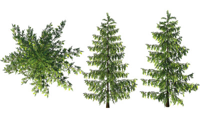 The Conifer Tree. PNG bitmap rendering