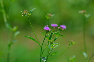 Close Up View Natural Beauty Of Small Purple Wildflowers Growing In The Field