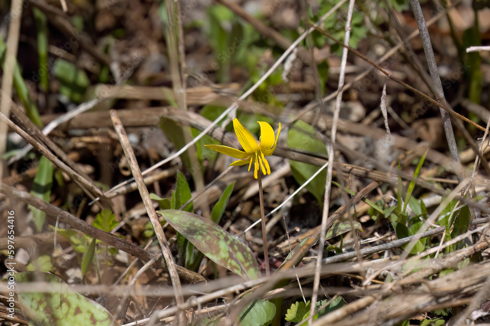 Sticker Trout Lily, Yellow trout Lily (Erythronium americanum)