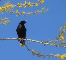 Starling singing on a branch