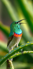 hummingbird on a branch.Hummingbirds are birds native to the Americas and comprise the biological family.