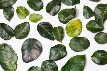 green leaves background