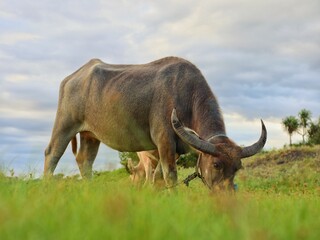 Fototapeta na wymiar bull buffalo in the meadow