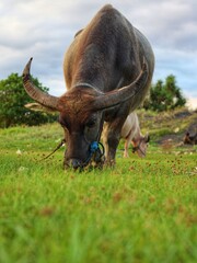 buffalo in the field