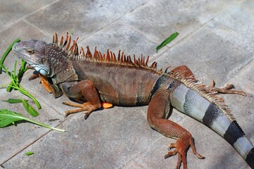 iguana in the  zoo