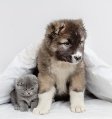 Puppy of the Caucasian shepherd embracing a small gray kitten and licking it lying under the blanket of the house