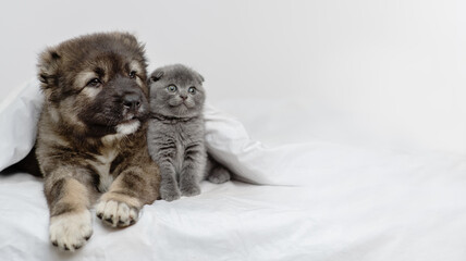 Puppy of the Caucasian shepherd embracing a small gray kitten and licking it lying under the blanket of the house