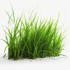 Obraz premium green grass isolated on white.