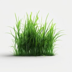 green grass isolated on white.