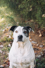 Adorable Mixed Breed Dog with Stoic Expression