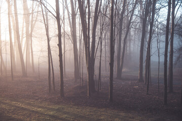 Enchanting Mist: A Foggy Morning in the Forest