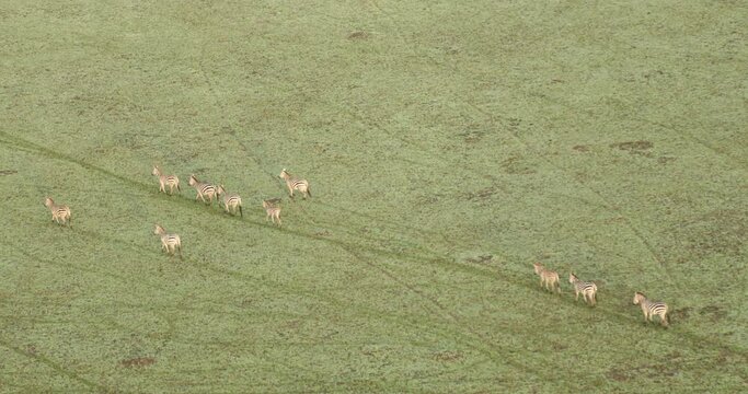 Zebra Feeding In The Grassland Kenya Africa