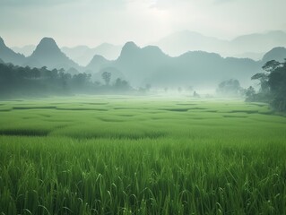 Fototapeta premium misty morning in the view of rice field and mountains.