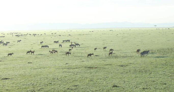 Zebra Feeding In The Grassland Kenya Africa