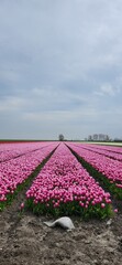 Pink tulip fields with trees on the horizon on a cloudy day 