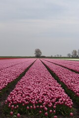 Fields of pink tulips with out of focus tree centered on the horizon 