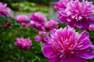 植物園、花、東京、日本、野外、空、
シャクヤク、芍薬、しゃくやく、花、ピンク、大きい、クルーズアップ、