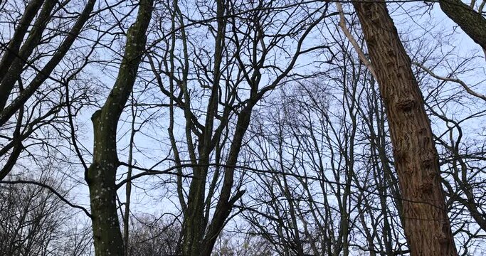 leafless trees in sunny weather in spring, tree branches without foliage in early spring