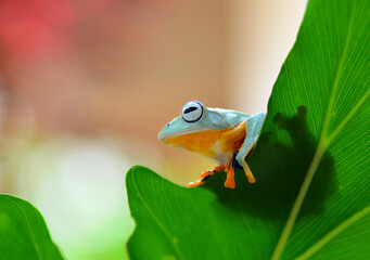 green tree frog