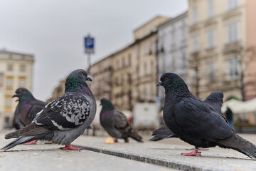 Pigeons walking on crowded street. Gray birds looking for some food. Close up view of different pigeons on background of cloundy sky.