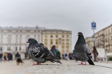 Obraz premium Pigeons sitting on concrete in city center. Gray birds walking on paving slabs on crowded street. Side view of two pigeons on blurred background.
