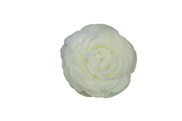 鮮かなラキュランスの花の切抜き