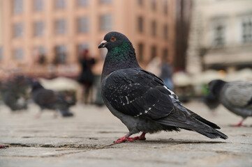 Clowe up view of big pigeon. City bird walking on crowded street. Gray pigeon sitting on paving slabs on blurred background.
