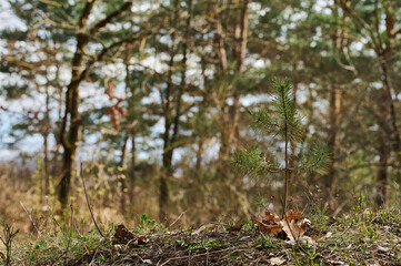 Naklejka na ściany i meble Beginning of tiny spruce tree life. Lonely sprout of conifer growing in middle of forest. Young spruce sprout on background of autumn forest.