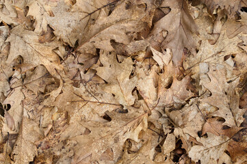 Close up of fallen leaves on ground in late autumn. Dry leaf covering ground. Texture of autumn leaves.
