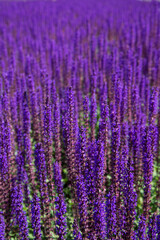 Fototapeta na wymiar Beautiful city park with lavender field. Summer and vacation.