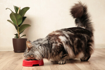 Beautiful cat eating pet food on light background. Cute domestic animal.