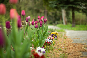 rabata kwiatowa z bratkami i tulipanami 